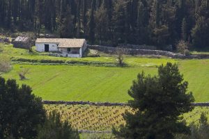 Meadow scenery at Zakynthos island in Greece